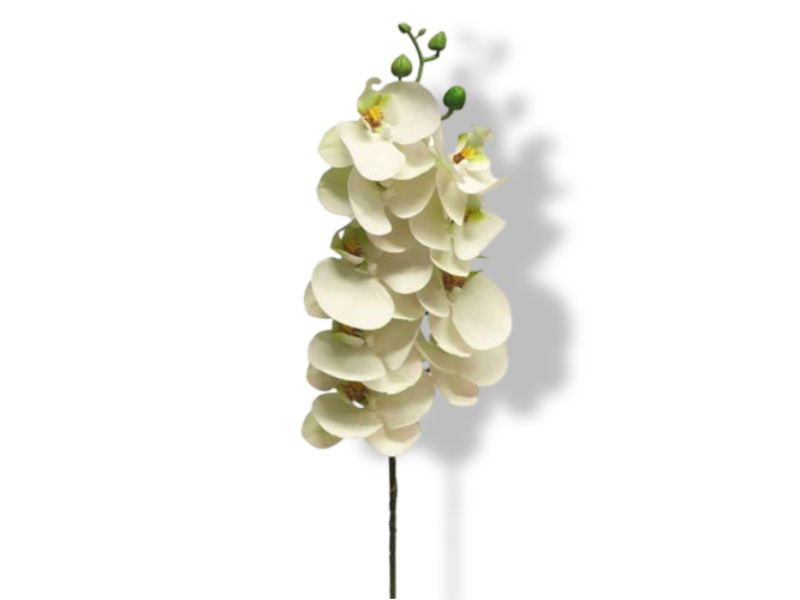 https://cdn.warentuin.nl/media/catalog/product/S/C/SCAN8505451301604_01_nova_nature_phalaenopsis_orchidee_bora_77_cm_870c.jpg