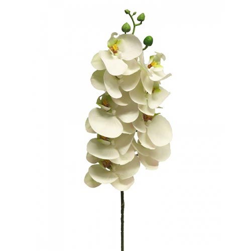 https://cdn.warentuin.nl/media/catalog/product/S/C/SCAN8505451301604_nova_nature_kunstbloemen_phalaenopsis_orchidee_bora_77_cm_wit_dcc6.jpg