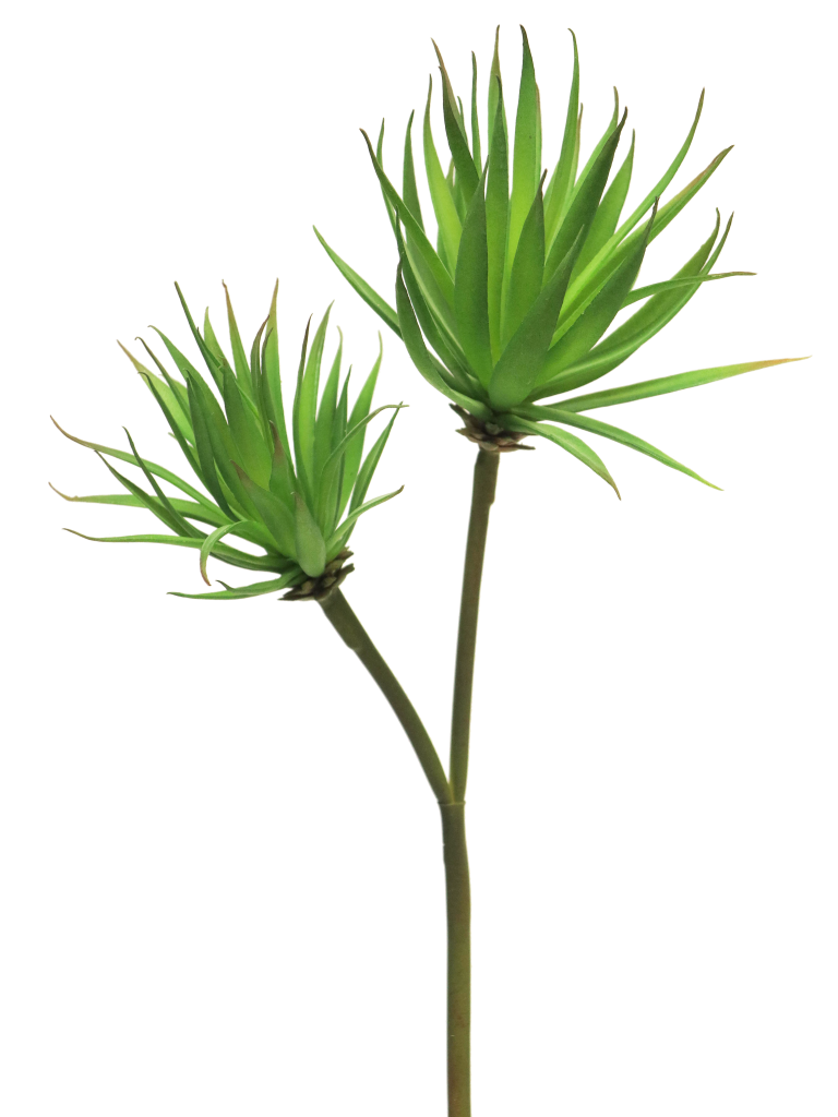 https://cdn.warentuin.nl/media/catalog/product/S/C/SCAN8505451307910_agave_plant_pick_x2_green_64cm_4ada.png