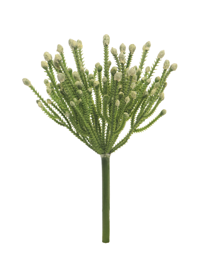 https://cdn.warentuin.nl/media/catalog/product/S/C/SCAN8505451310514_african_flower_green_23cm_aeef.png