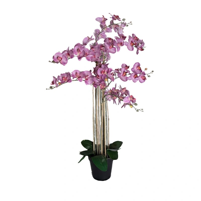 https://cdn.warentuin.nl/media/catalog/product/S/C/SCAN8505451341129_phalaenopsis_orchidee_in_pot_110_cm_tiger__9645.jpg