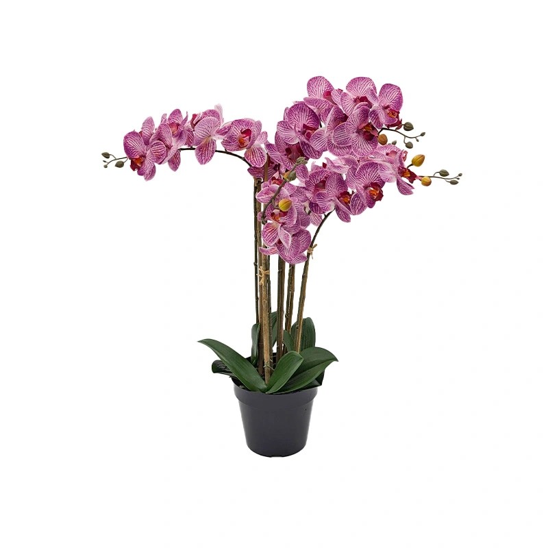 https://cdn.warentuin.nl/media/catalog/product/S/C/SCAN8505451342126_phalaenopsis_orchidee_in_pot_x5_60_cm_tige_2b65.jpg
