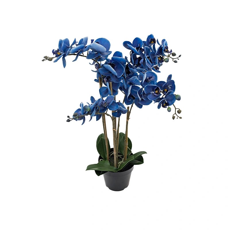 https://cdn.warentuin.nl/media/catalog/product/S/C/SCAN8505451342133_phalaenopsis_orchidee_in_pot_x5_60_cm_blue_2c37.jpg
