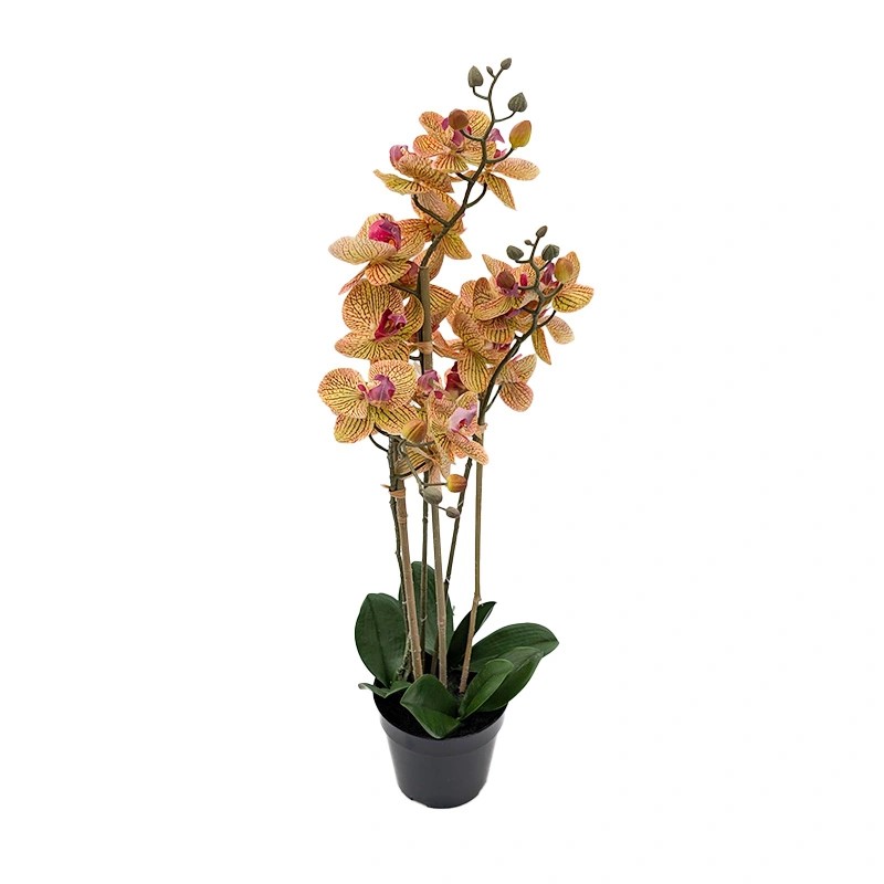 https://cdn.warentuin.nl/media/catalog/product/S/C/SCAN8505451343116_phalaenopsis_orchidee_in_pot_x3_60_cm_tige_778e.jpg