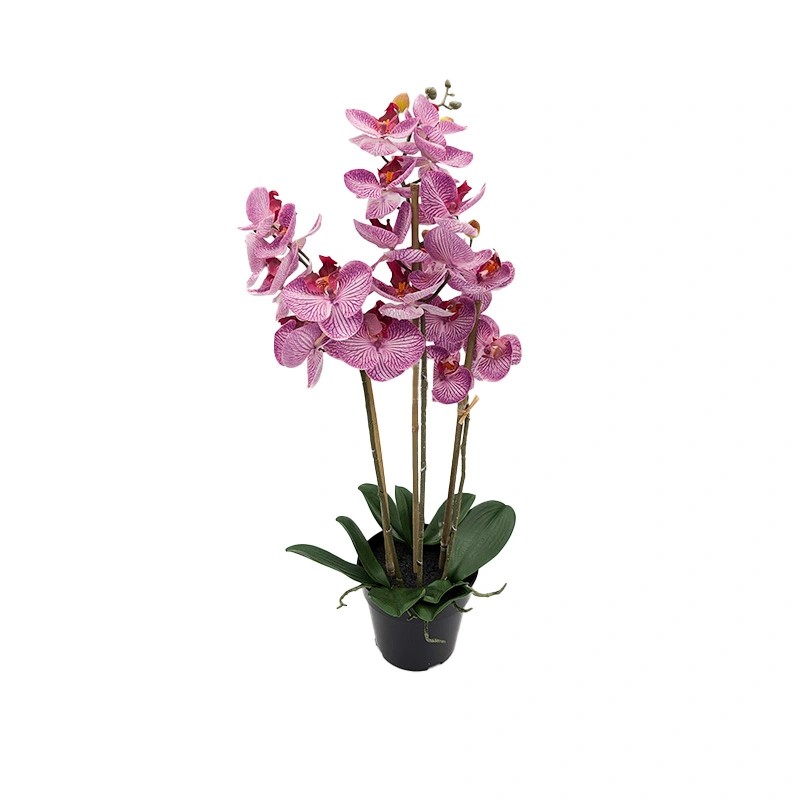 https://cdn.warentuin.nl/media/catalog/product/S/C/SCAN8505451343123_phalaenopsis_orchidee_in_pot_x3_60_cm_tige_459a.jpg