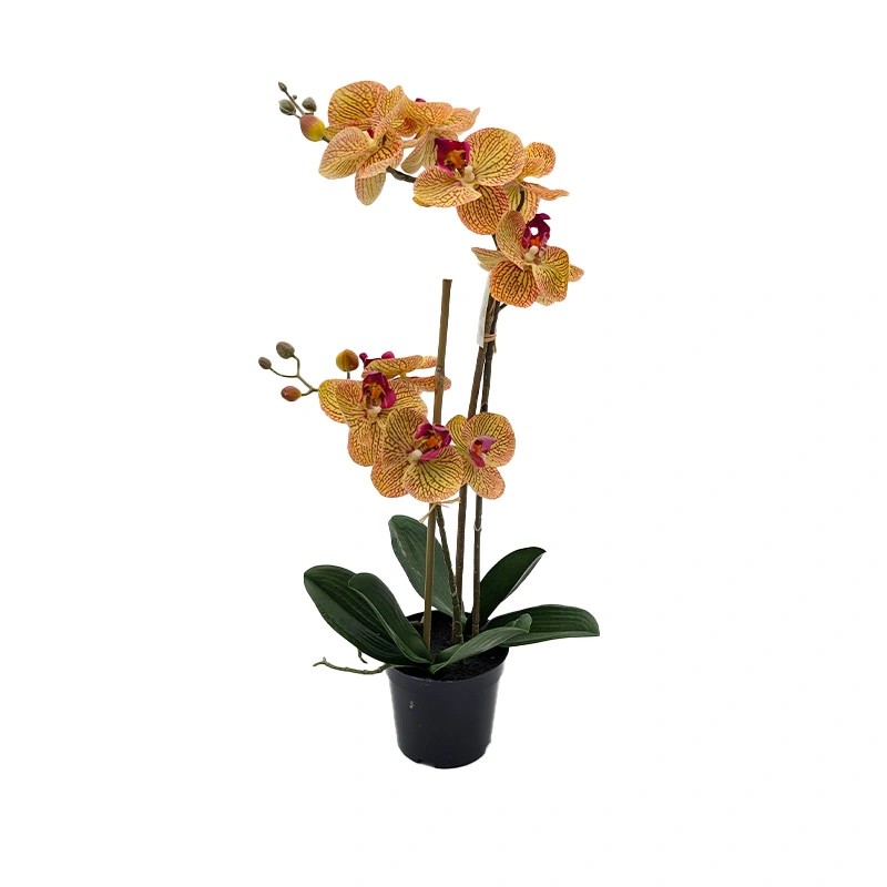 https://cdn.warentuin.nl/media/catalog/product/S/C/SCAN8505451344113_phalaenopsis_orchidee_in_pot_x2_50_cm_tige_11d8.jpg