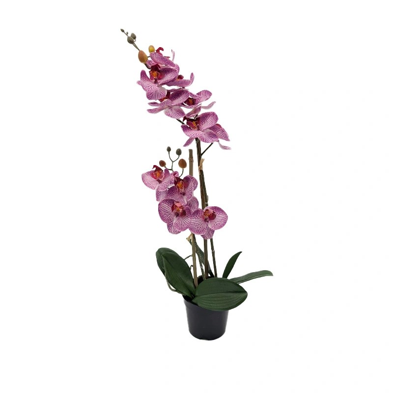 https://cdn.warentuin.nl/media/catalog/product/S/C/SCAN8505451344120_phalaenopsis_orchidee_in_pot_x2_50_cm_tige_51f5.jpg