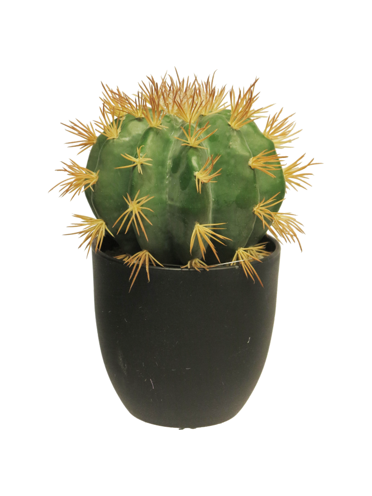 https://cdn.warentuin.nl/media/catalog/product/S/C/SCAN8505451563019_so_golden_barrel_cactus_w_pot_green_23cm_4991.png