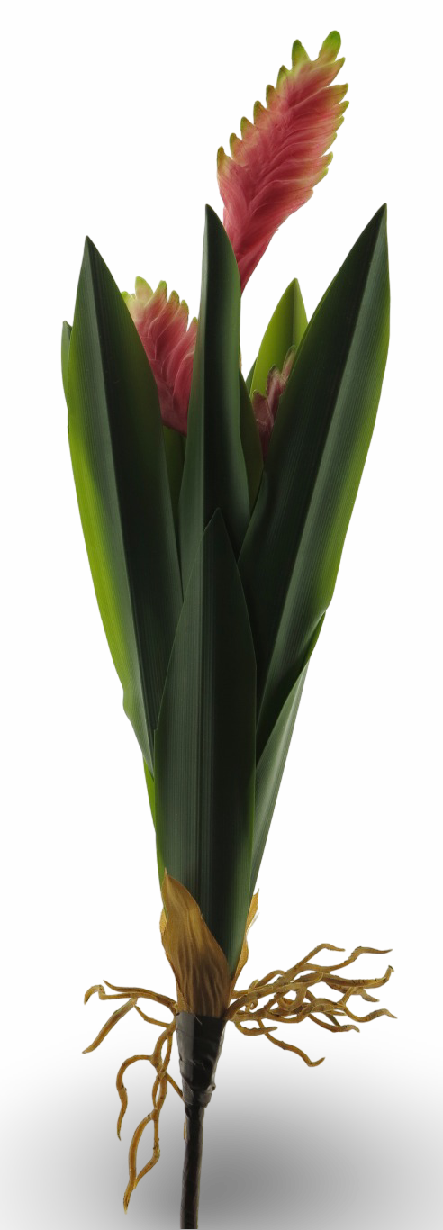 https://cdn.warentuin.nl/media/catalog/product/S/C/SCAN8505452005075_01_52d8.png