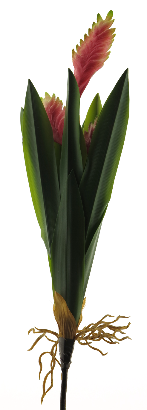 https://cdn.warentuin.nl/media/catalog/product/S/C/SCAN8505452005075_bromelia_sword_plant_pink_55cm_ebdf.png