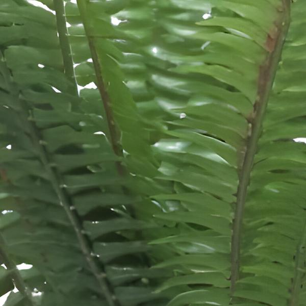https://cdn.warentuin.nl/media/catalog/product/S/C/SCAN8505453140416_01_forest_fern_simms_green_41_cm_kunstbloe_a27e.jpg