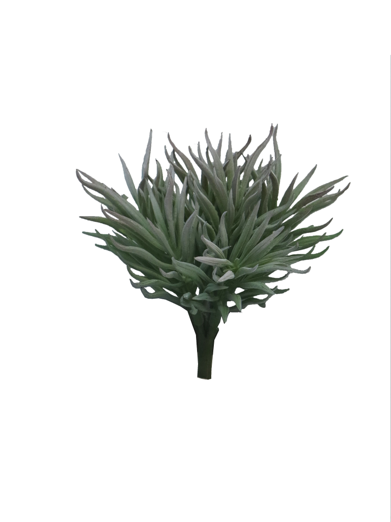 https://cdn.warentuin.nl/media/catalog/product/S/C/SCAN8505453154994_innovative_zijdebloem_crassula_himalaya_pick_grey_15cm_innova_ac22.png