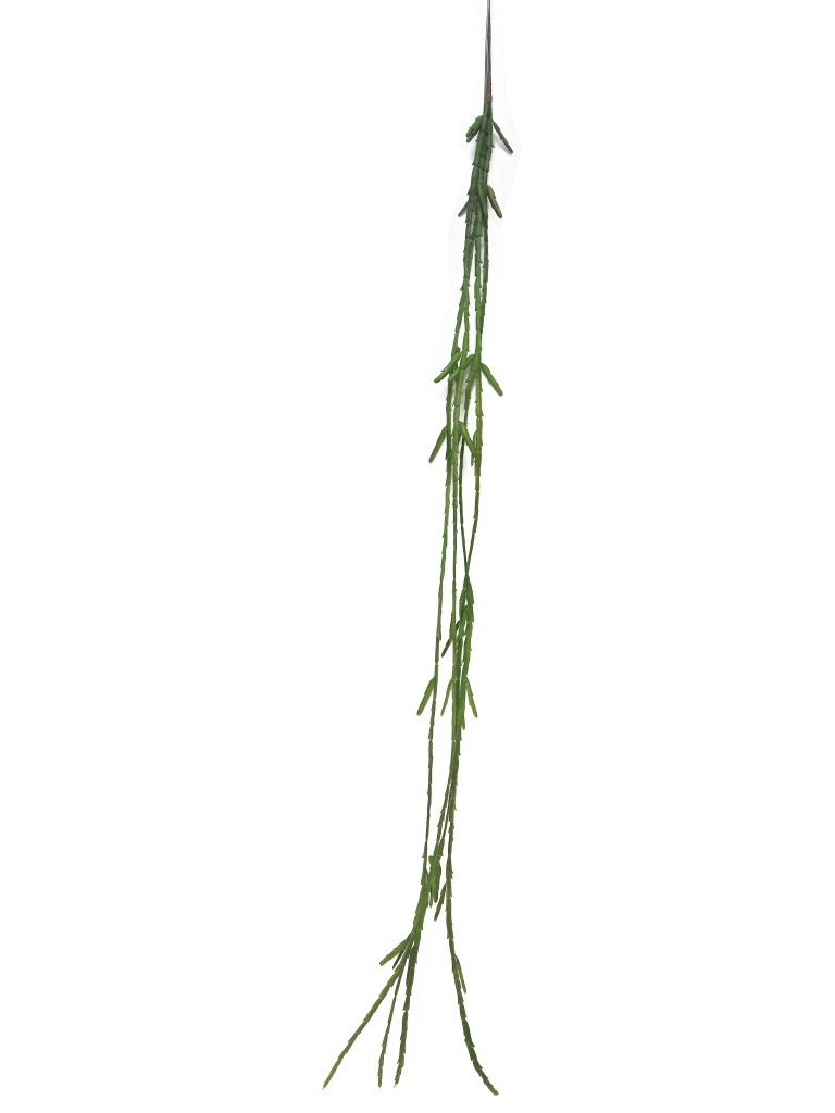 https://cdn.warentuin.nl/media/catalog/product/S/C/SCAN8505455131511_cactus_lia_hanger_green_107cm_s_93cc.png