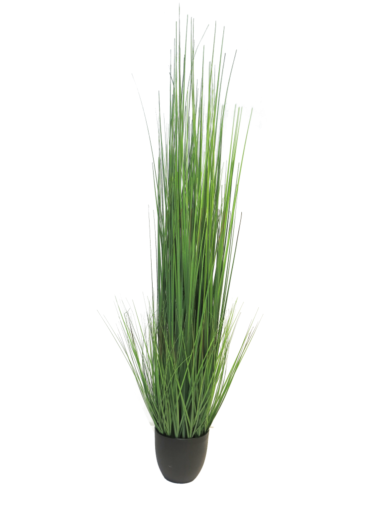 https://cdn.warentuin.nl/media/catalog/product/S/C/SCAN8505455133812_innovative_zijdebloem_king_festuca_green_in_pot_150cm_innovat_7749.png