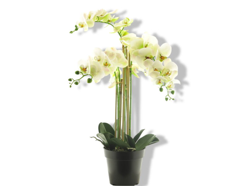 https://cdn.warentuin.nl/media/catalog/product/S/C/SCAN8505455134208_01_nova_nature_rt_phalaenopsis_bora_x5_in_pot_6_5da1.jpg