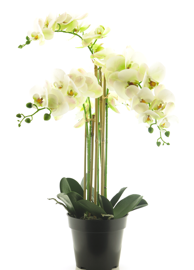 (Best) RT Phalaenopsis Bora x5 in pot 60cm white Nova Nature