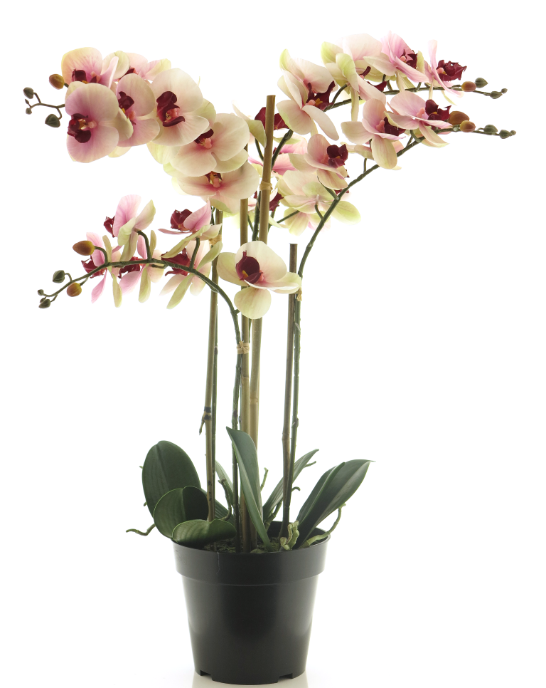 https://cdn.warentuin.nl/media/catalog/product/S/C/SCAN8505455134277_innovative_zijdebloem_rt_phalaenopsis_bora_x5_in_pot_60cm_pin_0a0d.png
