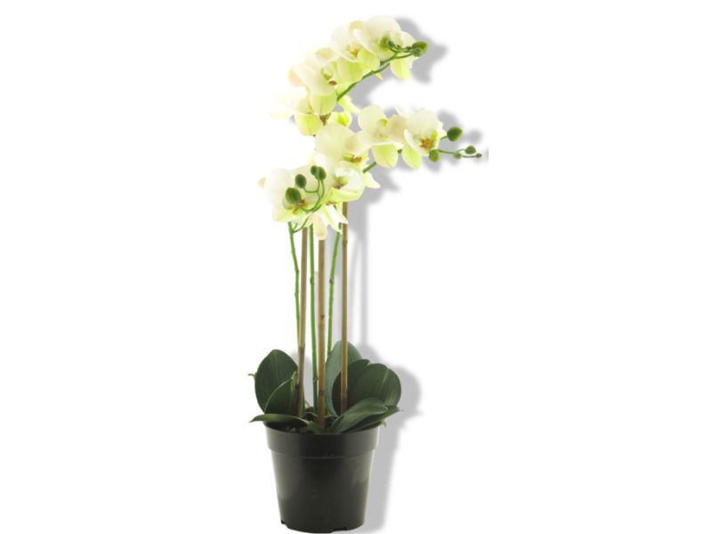 https://cdn.warentuin.nl/media/catalog/product/S/C/SCAN8505455134307_01_nova_nature_rt_phalaenopsis_bora_x3_in_pot_6_bdd9.jpg