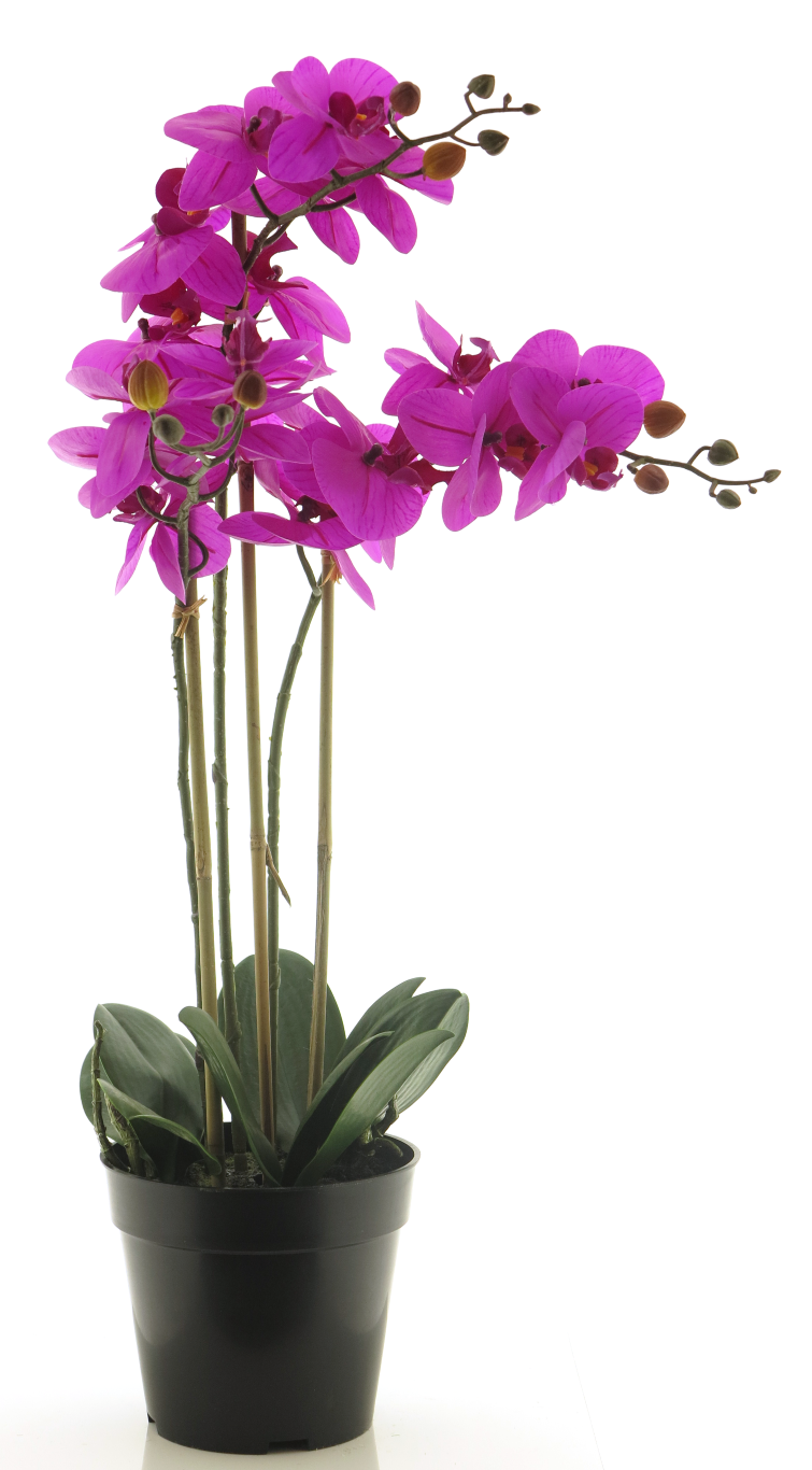 https://cdn.warentuin.nl/media/catalog/product/S/C/SCAN8505455134369_innovative_zijdebloem_rt_phalaenopsis_bora_x3_in_pot_60cm_fuc_777f.png