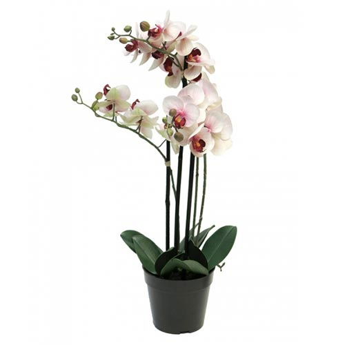 https://cdn.warentuin.nl/media/catalog/product/S/C/SCAN8505455134376_nova_nature_bloeiende_kunstplant_phalaenopsis_orchidee_in_pot_fd4d.jpg