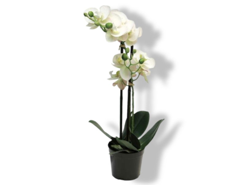 https://cdn.warentuin.nl/media/catalog/product/S/C/SCAN8505455134406_01_nova_nature_phalaenopsis_orchidee_in_pot_50__896e.jpg
