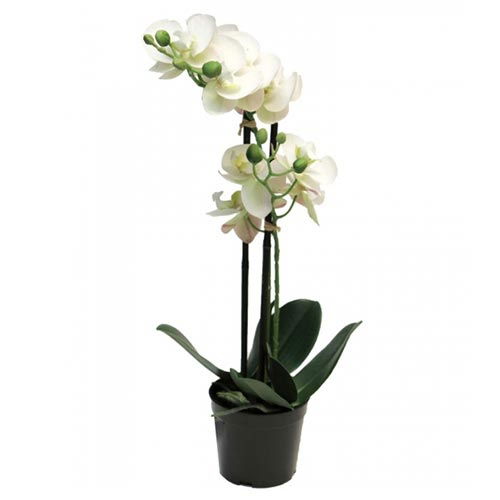 https://cdn.warentuin.nl/media/catalog/product/S/C/SCAN8505455134406_nova_nature_bloeiende_kunstplant_phalaenopsis_orchidee_in_pot_6872.jpg