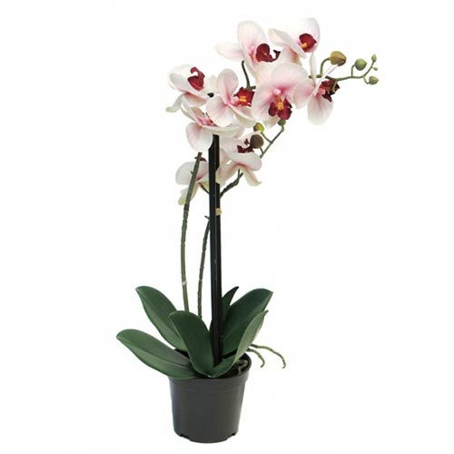 https://cdn.warentuin.nl/media/catalog/product/S/C/SCAN8505455134475_nova_nature_bloeiende_kunstplant_phalaenopsis_orchidee_in_pot_41a4.jpg