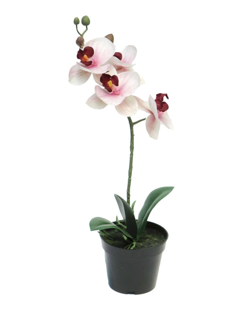 https://cdn.warentuin.nl/media/catalog/product/S/C/SCAN8505455134574_nova_nature_kunstbloemen_rt_phalaenopsis_bora_x1_in_pot_35_cm_9407.jpg