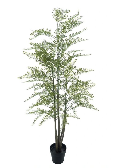 https://cdn.warentuin.nl/media/catalog/product/S/C/SCAN8505455228914Maidenhair_fern_Cuba_78b0.png