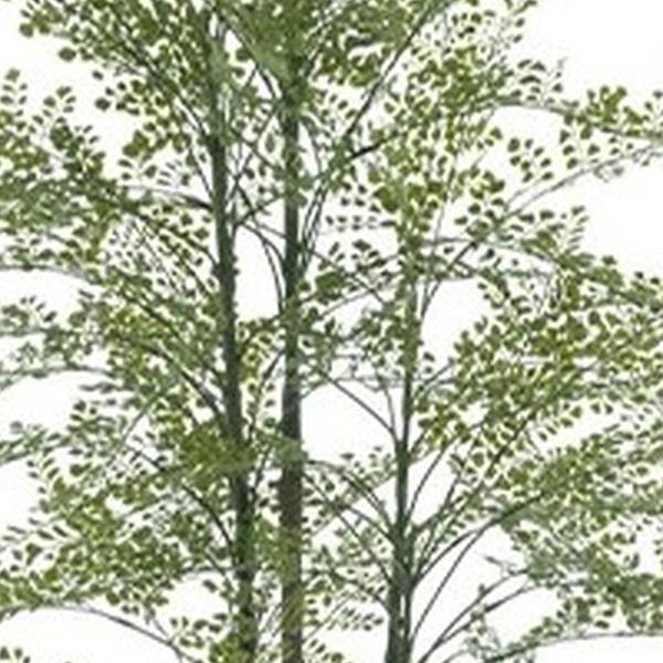 https://cdn.warentuin.nl/media/catalog/product/S/C/SCAN8505455228914_01_maidenhair_fern_cuba_in_pot_180_cm_kuns_9a2e.jpg