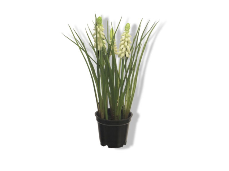 https://cdn.warentuin.nl/media/catalog/product/S/C/SCAN8505459206000_01_nova_nature_muscari_x3_with_black_pot_cream__bd19.jpg