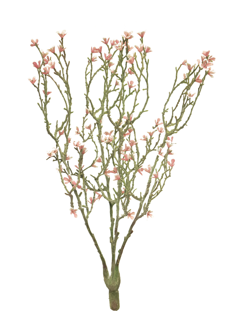 https://cdn.warentuin.nl/media/catalog/product/S/C/SCAN8505459256470_best_mini_star_flower_bush_pink_44cm_6a74.png