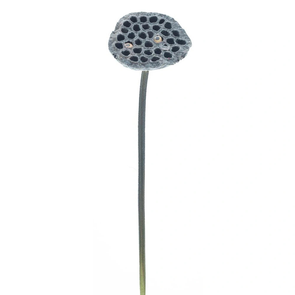 https://cdn.warentuin.nl/media/catalog/product/S/C/SCAN8505472328086_single_lotus_pad_spray_bruin_63_cm_kunstta_40a7.jpg