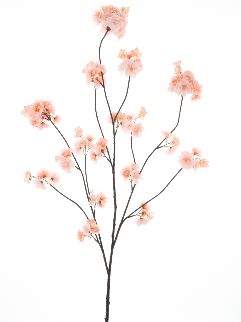 https://cdn.warentuin.nl/media/catalog/product/S/C/SCAN8505491240505_prunus_malaga_spray_lt_peach_126cm_616f.png