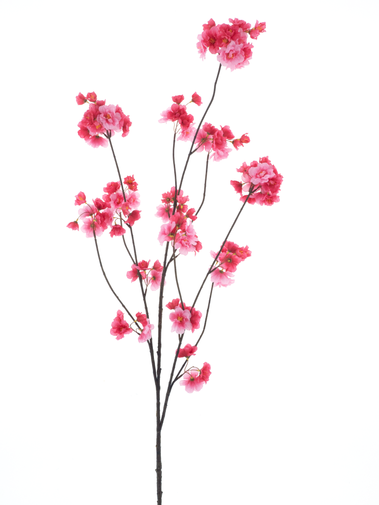 https://cdn.warentuin.nl/media/catalog/product/S/C/SCAN8505491240673_prunus_malaga_spray_cerise_126cm_54fb.png