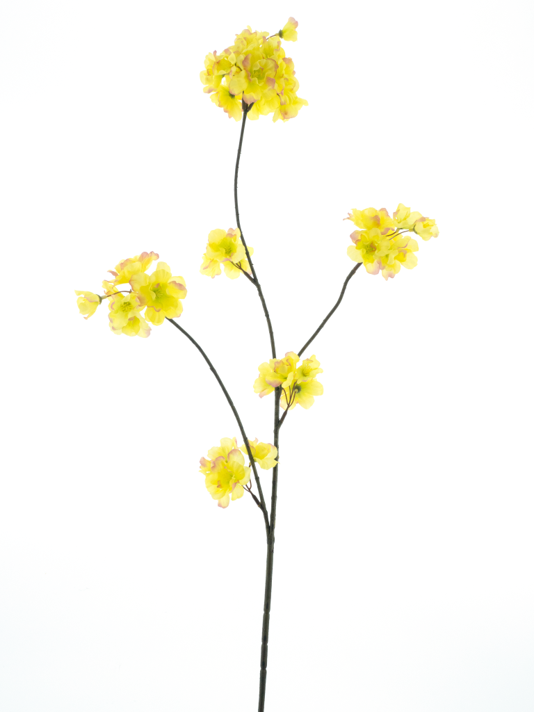 https://cdn.warentuin.nl/media/catalog/product/S/C/SCAN8505491243278_prunus_malaga_spray_yellow_pink_84cm_4733.png