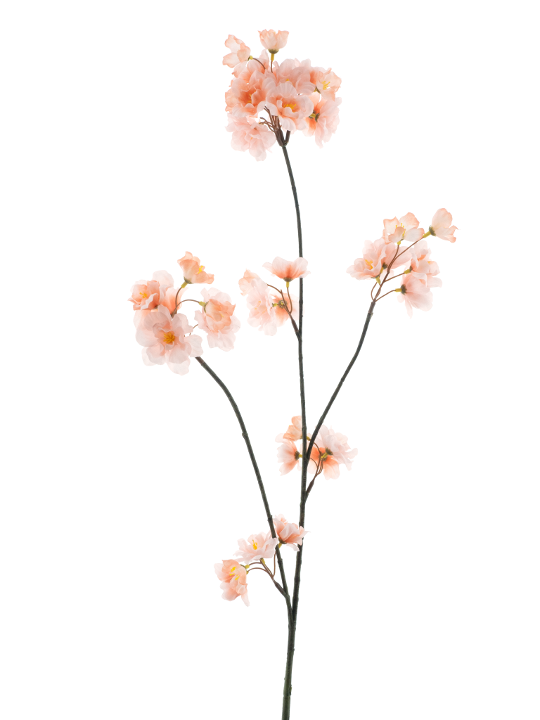 https://cdn.warentuin.nl/media/catalog/product/S/C/SCAN8505491243506_prunus_malaga_spray_lt_peach_84cm_8ca8.png