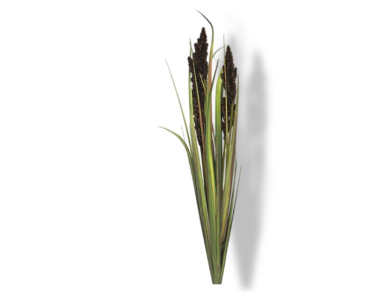 https://cdn.warentuin.nl/media/catalog/product/S/C/SCAN8505493159065_01_nova_nature_cortaderia_monica_bush_purple_89_494d.jpg