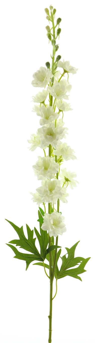 https://cdn.warentuin.nl/media/catalog/product/S/C/SCAN8505493487007_best_delphinium_finn_spray_cream_85cm_12908_6eb5.png