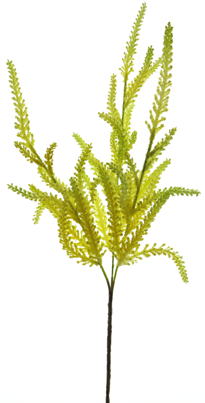 https://cdn.warentuin.nl/media/catalog/product/S/C/SCAN8505493581026_spirea_fantasy_spray_yellow_70cm_a7b7.png