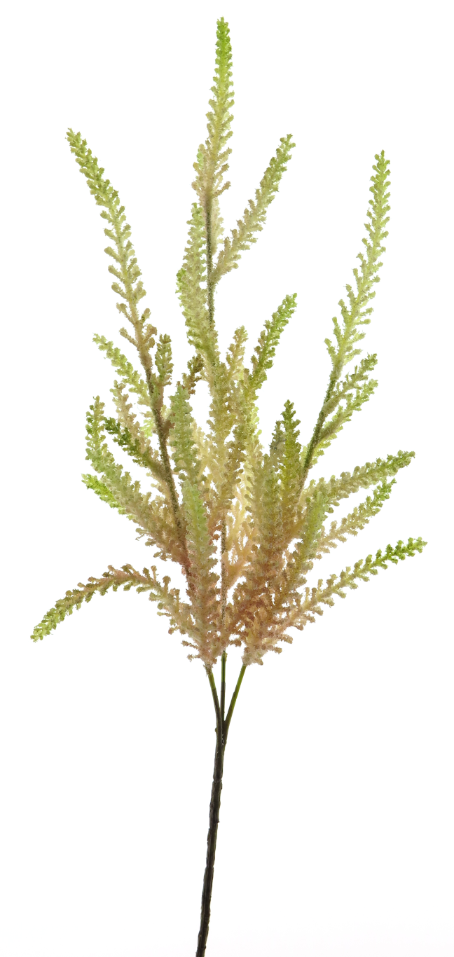 https://cdn.warentuin.nl/media/catalog/product/S/C/SCAN8505493581071_spirea_fantasy_spray_pink_70cm_fc14.png