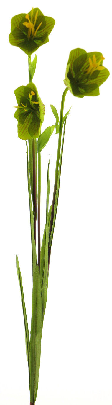 https://cdn.warentuin.nl/media/catalog/product/S/C/SCAN8505493852010_cora_bell_spray_tt_green_79cm_2af2.png
