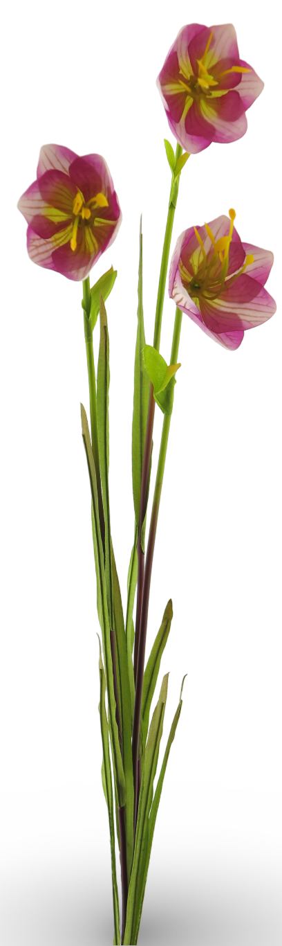 https://cdn.warentuin.nl/media/catalog/product/S/C/SCAN8505493852072_01_7743.png