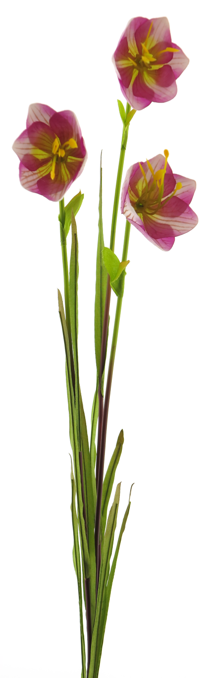 https://cdn.warentuin.nl/media/catalog/product/S/C/SCAN8505493852072_cora_bell_spray_pink_green_79cm_91a9.png
