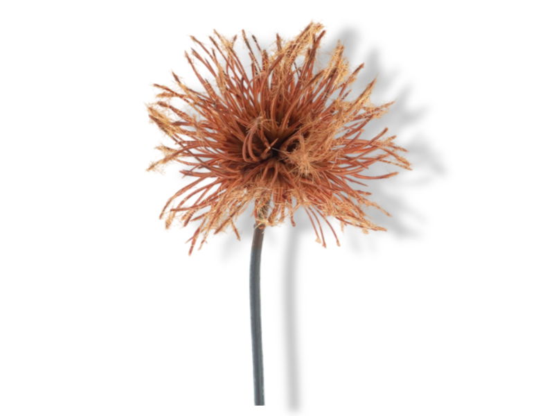 https://cdn.warentuin.nl/media/catalog/product/S/C/SCAN8505496473083_01_hortus_kunstbloem_kunstbloem_sedum_flocked_brow_2030.jpg