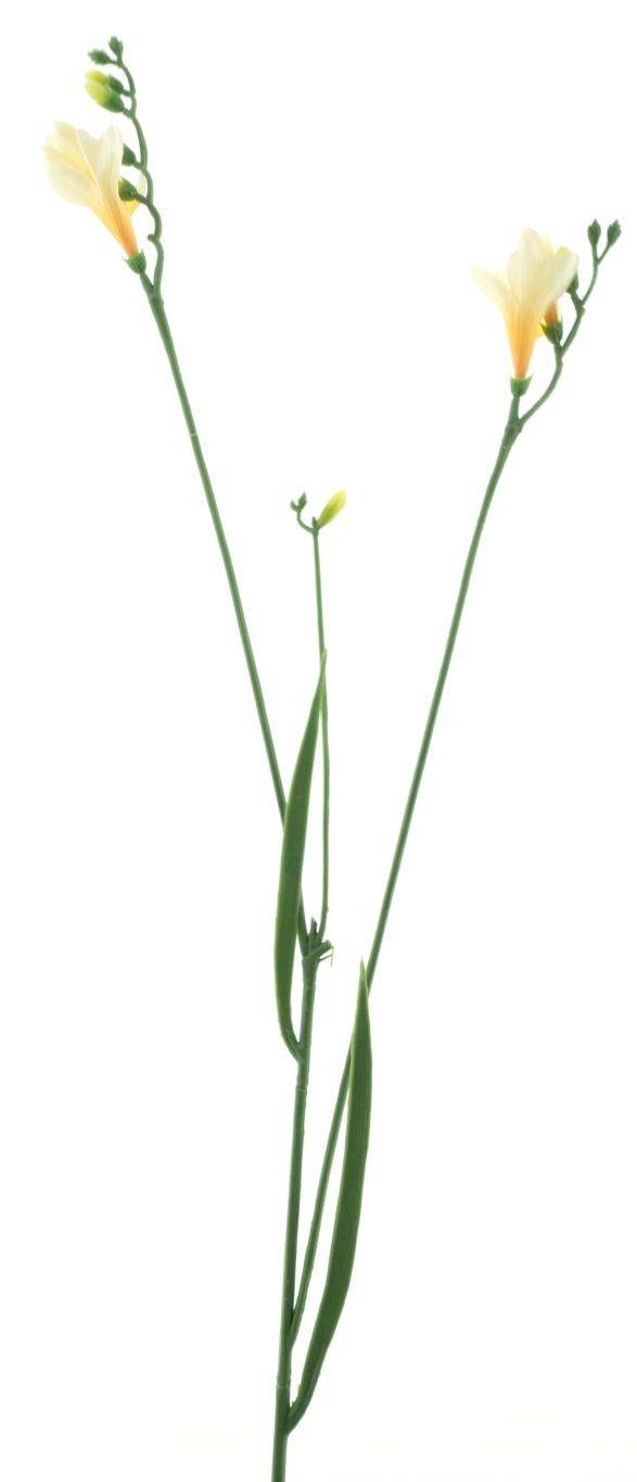 Nova nature Freesia spray cream/yellow 76 cm kunstbloem  - 