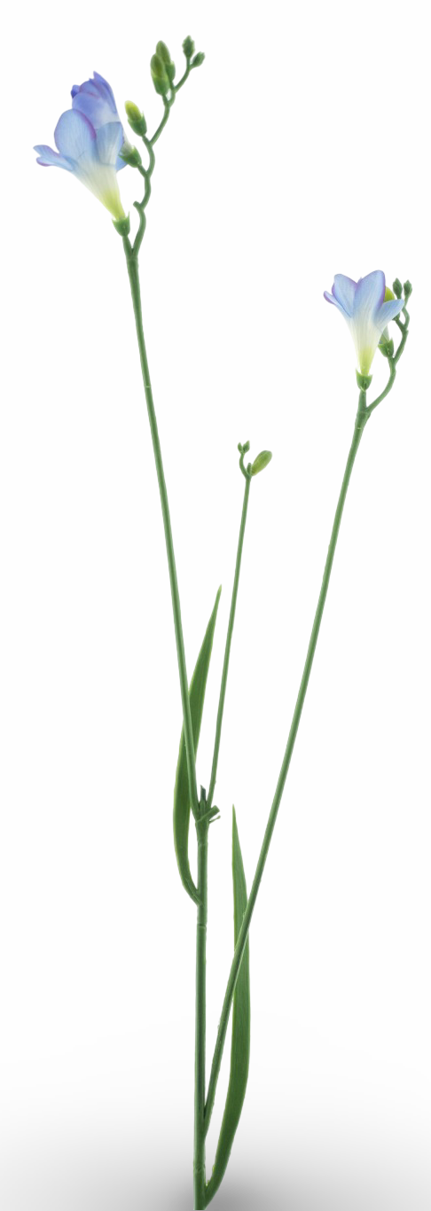 https://cdn.warentuin.nl/media/catalog/product/S/C/SCAN8505496886043_01_09c0.png