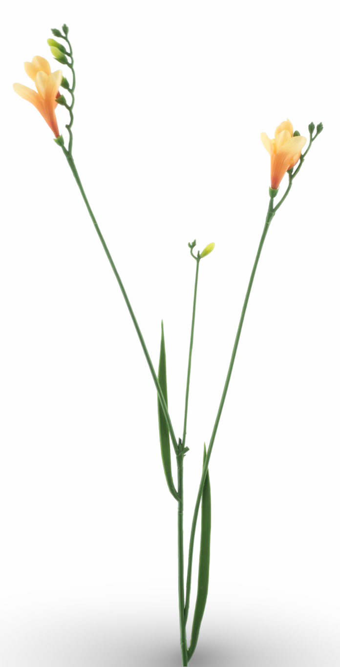 https://cdn.warentuin.nl/media/catalog/product/S/C/SCAN8505496886050_01_98d9.png