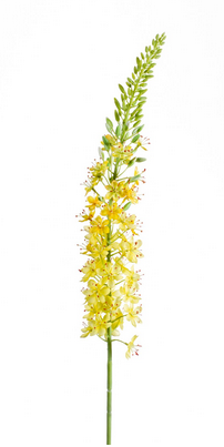 Eremurus spray yellow 105 cm kunstbloem Erutan Avon - Erutan avon
