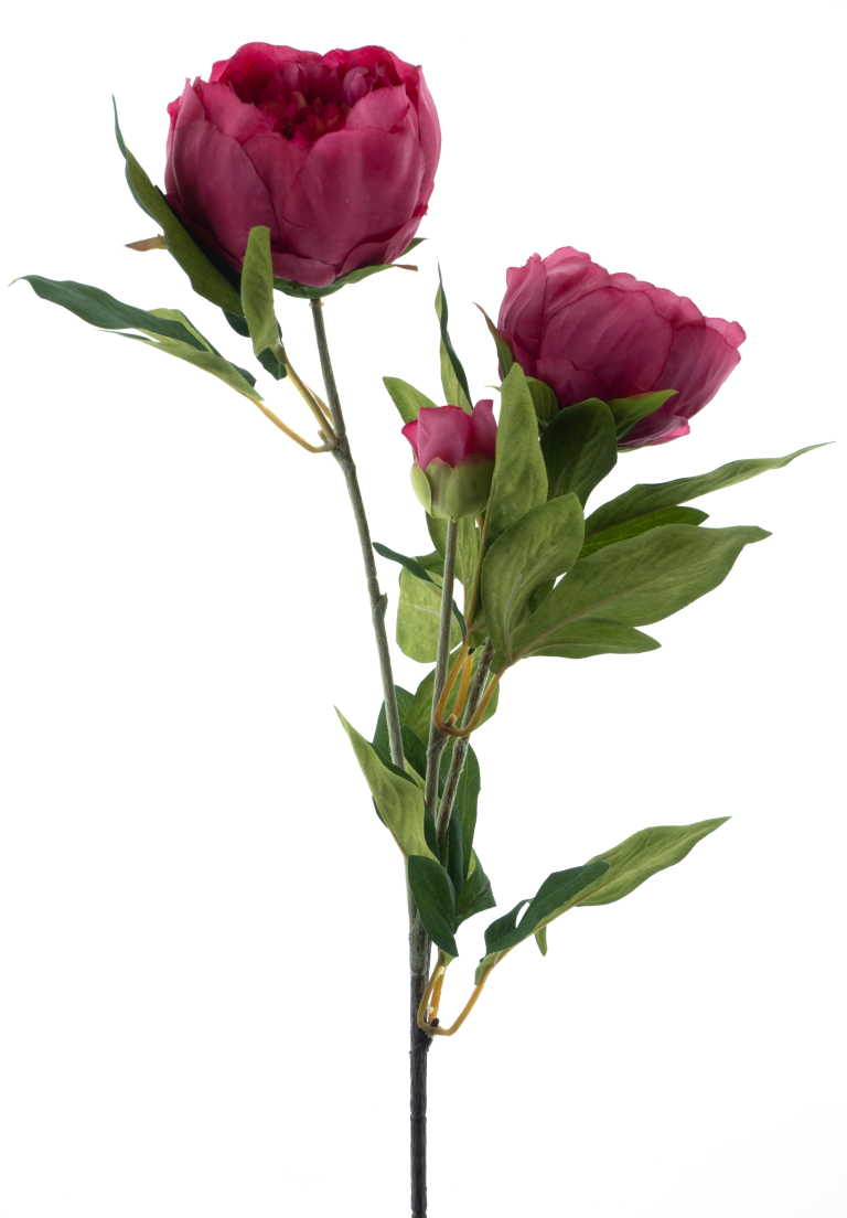 https://cdn.warentuin.nl/media/catalog/product/S/C/SCAN8505496922031_best_paeony_spray_chiba_fuchsia_65cm_2ab6.png